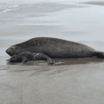 Filhote de elefante-marinho nasce na orla da Praia do Cassino