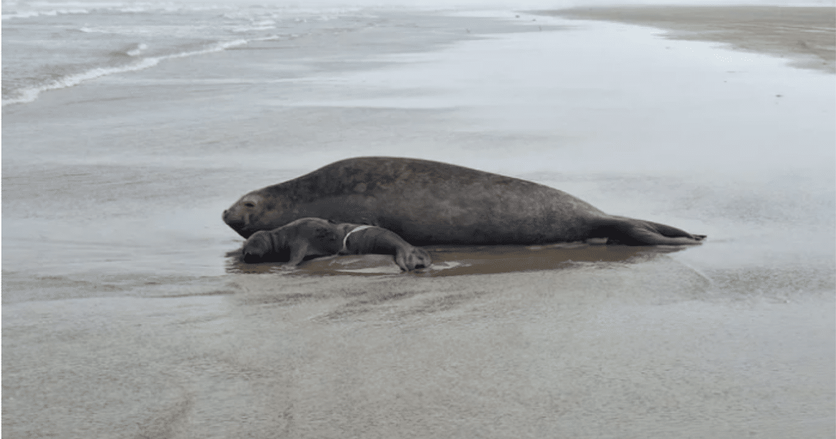 Filhote de elefante-marinho nasce na orla da Praia do Cassino