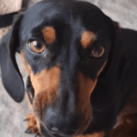 Família busca por cachorro desaparecido no bairro Carvalho Bastos em Camaquã