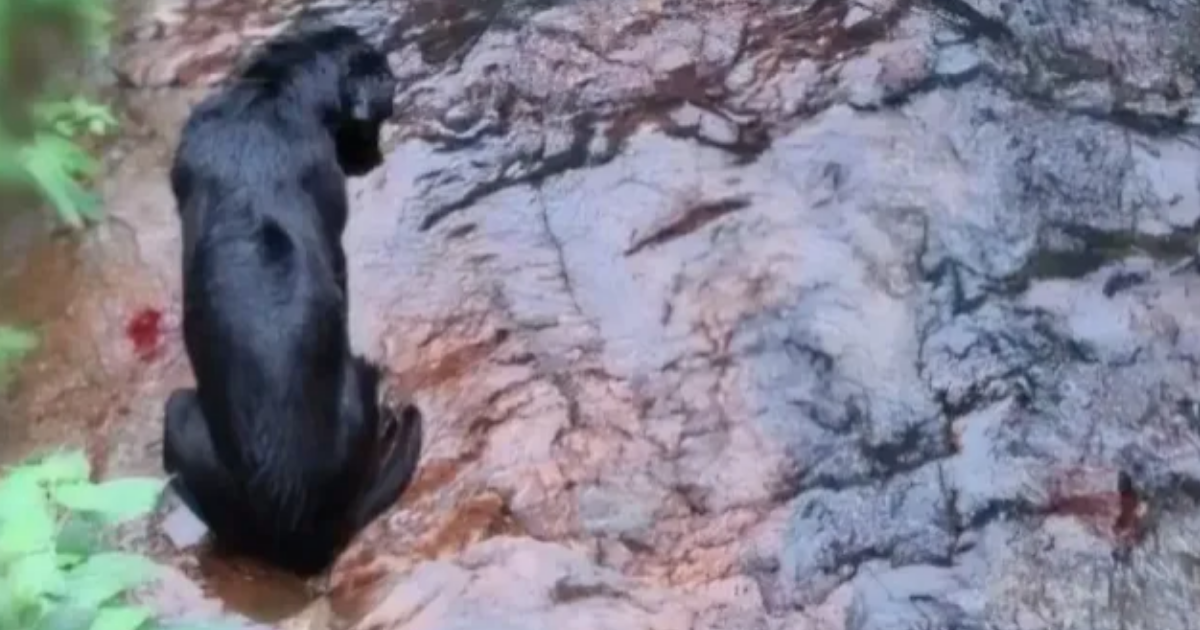 Homem é preso por maus-tratos após agredir e jogar cão em córrego na Serra gaúcha