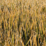 Arroz para exportação alcança R$ 90 por saca após retomada das compras