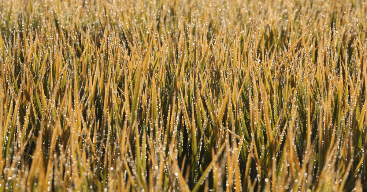 Arroz para exportação alcança R$ 90 por saca após retomada das compras