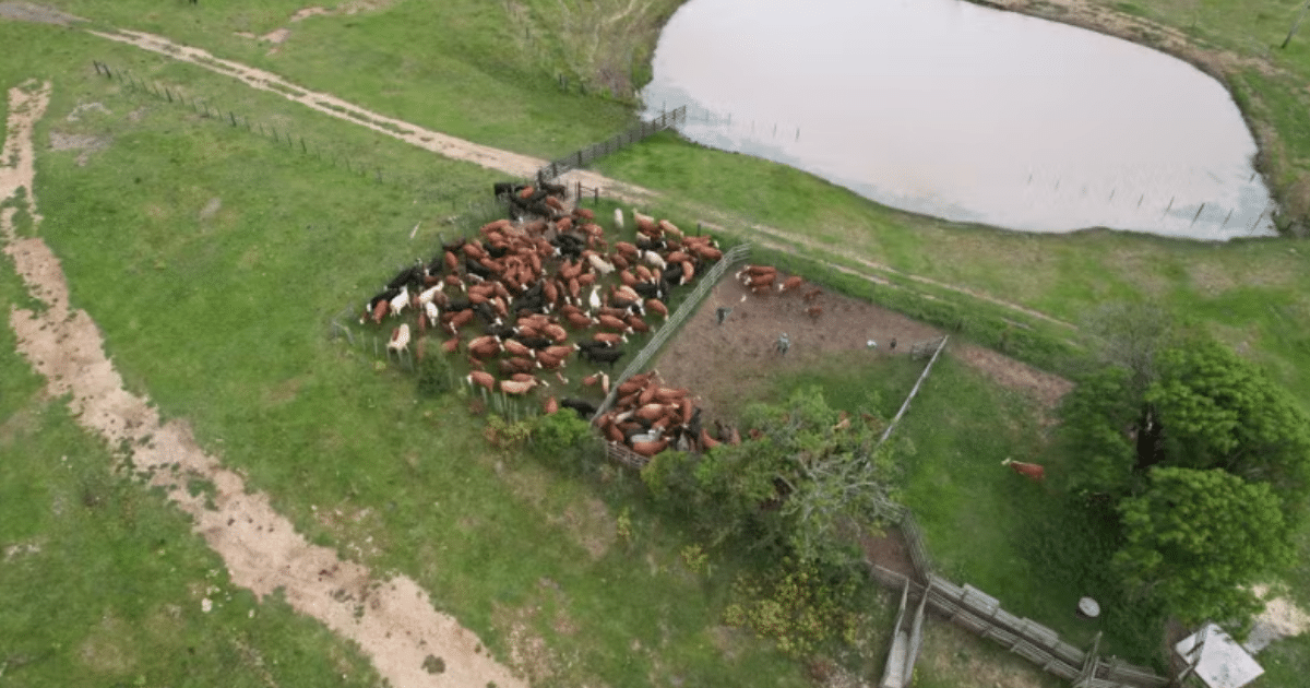 Produtor rural de 91 anos sofre prejuízo milionário após sumiço de 2 mil bovinos no RS
