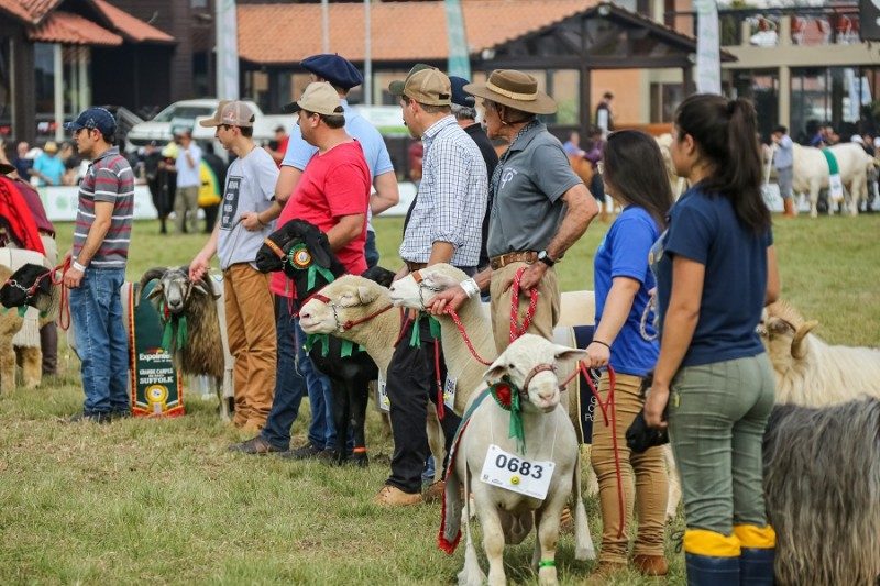 Inscrição de ovinos cresceu quase 10% em relação à edição de 2022 - Foto: Gustavo Mansur/Palácio Piratini