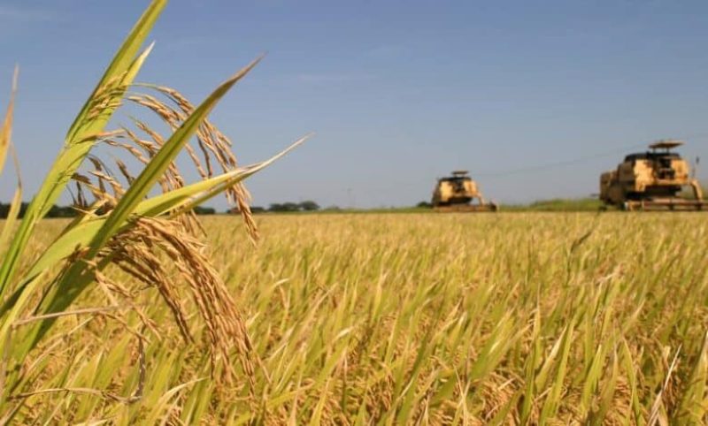 Conab vai adquirir sementes de arroz para destinar à agricultura familiar gaúcha