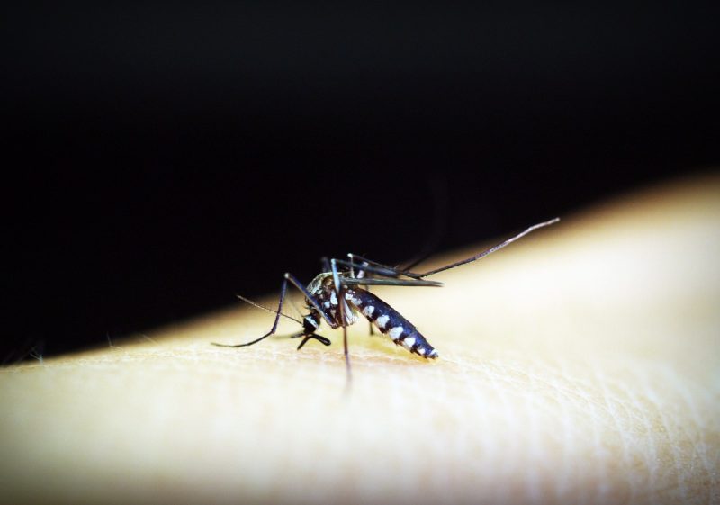 Mosquito aedes aegypti é o causador da doença. Foto: Ilustração/Pixabay