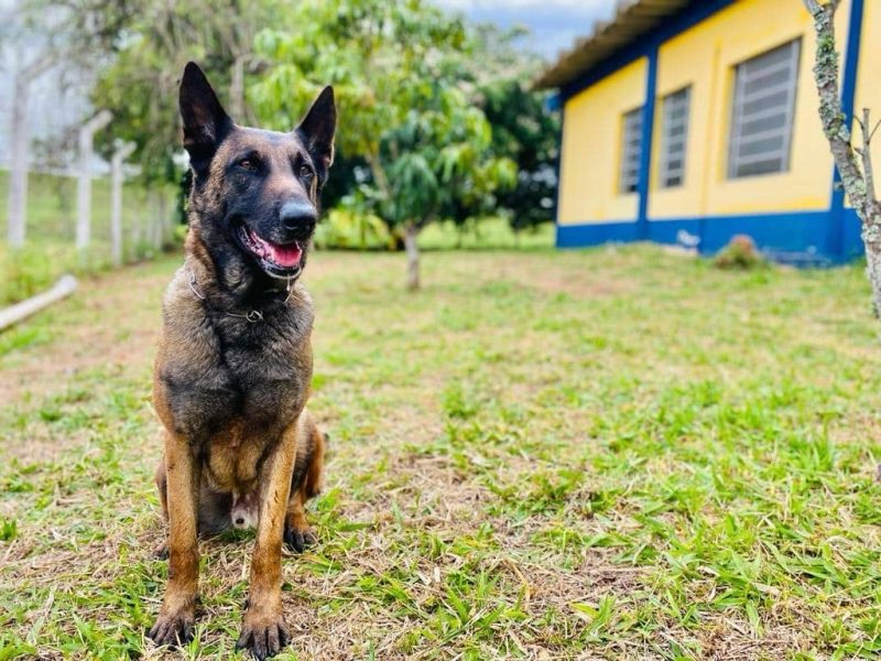 Cão de faro Baruk se aposenta após diversas apreensões na PRF. Foto: PRF/Divulgação