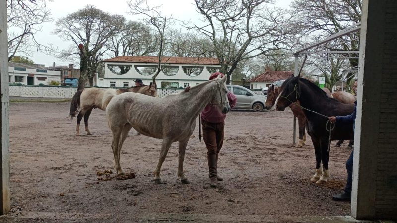 Terça marcada pela preparação dos animais para o evento. Foto: Divulgação