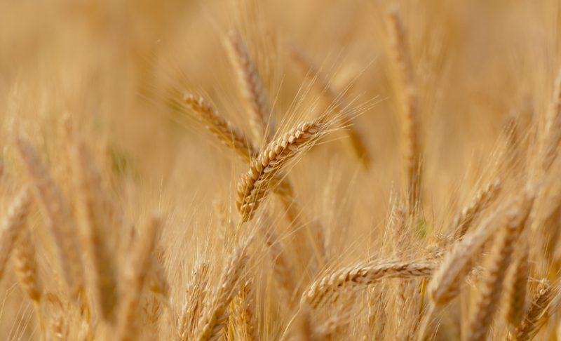 Divulgação/Agro