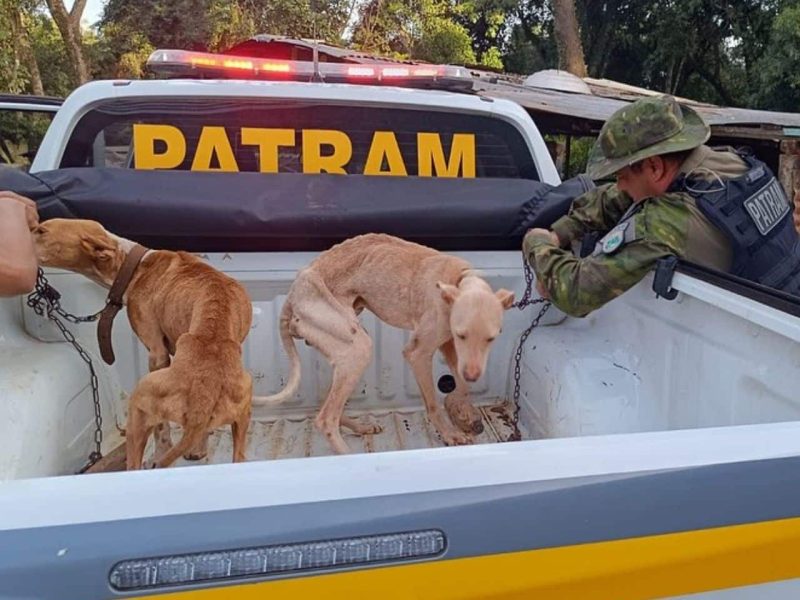 Presa mulher que mantinha cães acorrentados e sem comida