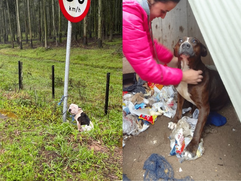 Dois pitbulls atacam e matam poodle em Camaquã. Foto: Reprodução