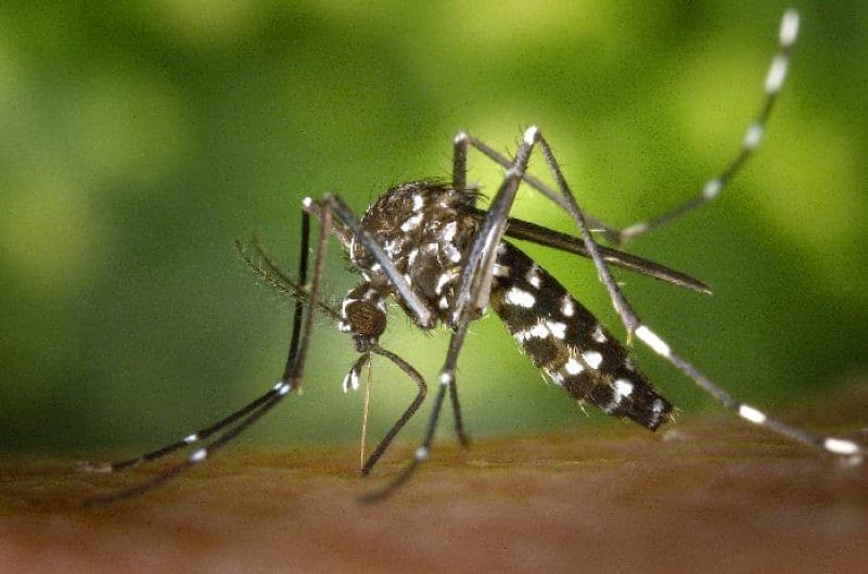 Casos de dengue - Aedes