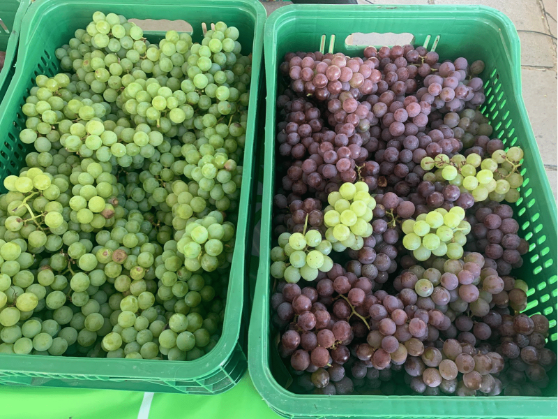 Mais de uma tonelada de uvas são comercializadas na VI Mostra da Viticultura de Camaquã