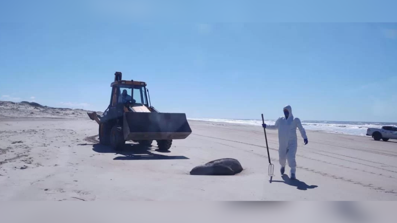 Foto: Divulgção/Ascom Prefeitura de Santa Vitória do Palmar