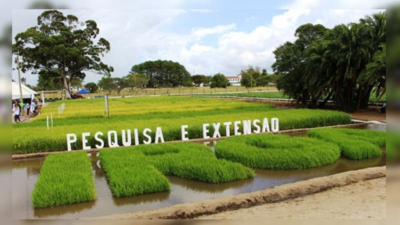 Foto: Instituto Rio Grandense do Arroz / Divulgação