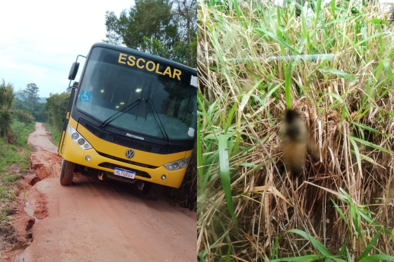 Ônibus escolar cai em barranco com abelhas em Camaquã