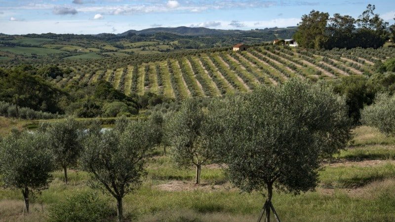 Deputado defende olivicultura gaúcha e turismo rural