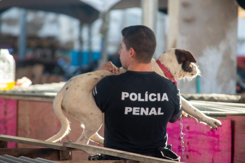 Detentos e servidores penitenciários atuam na limpeza de abrigo de cães em Canoas