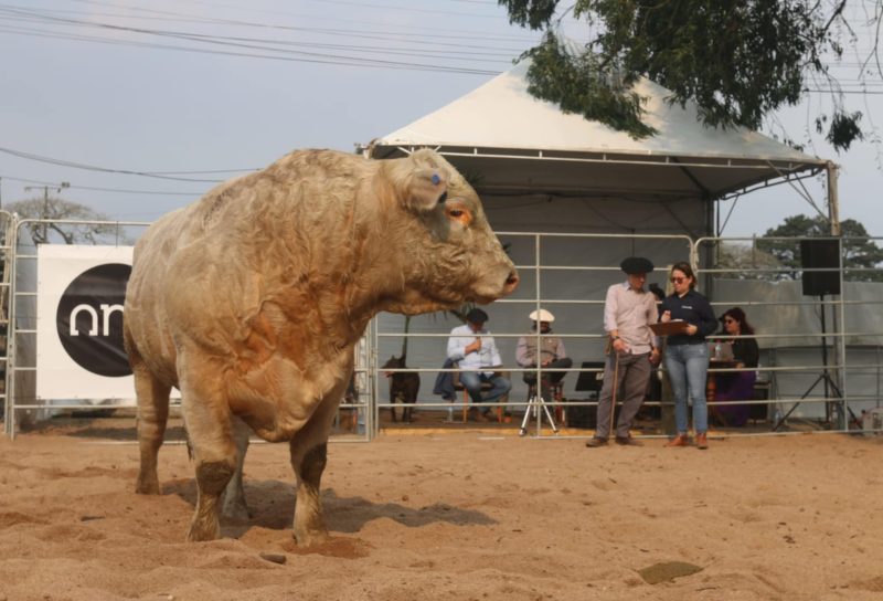 Charolês entra em pista na 1ª Fenagen e elege melhores exemplares da raça na Feira