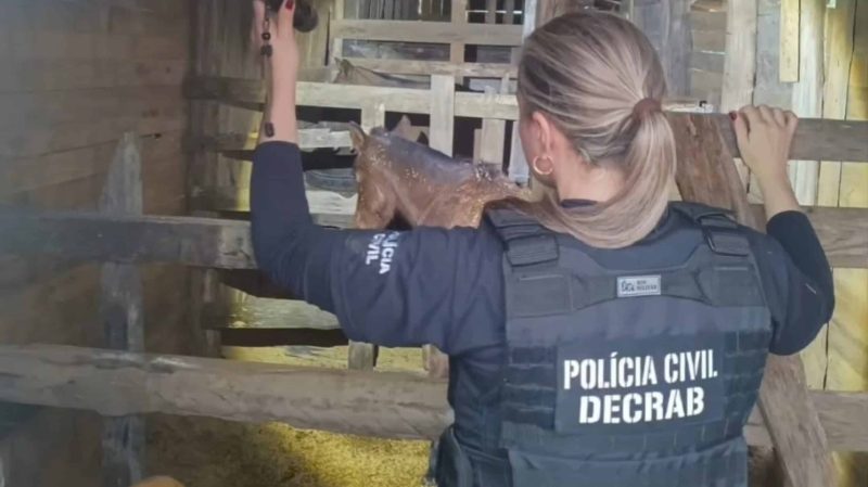 Polícia desarticula grupo que vendia carne de cavalo em Pelotas