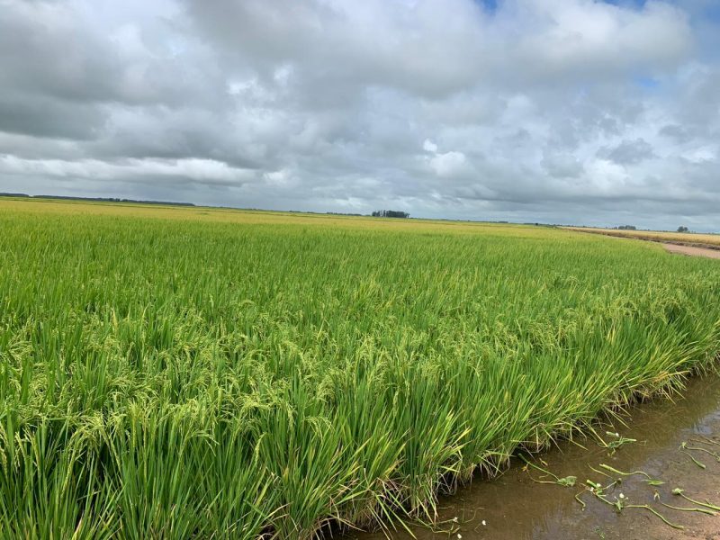 Conab estima produção de 40,18 milhões de toneladas de grãos