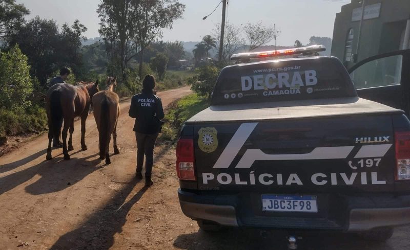 Decrab Camaquã recupera cavalos furtados em Chuvisca