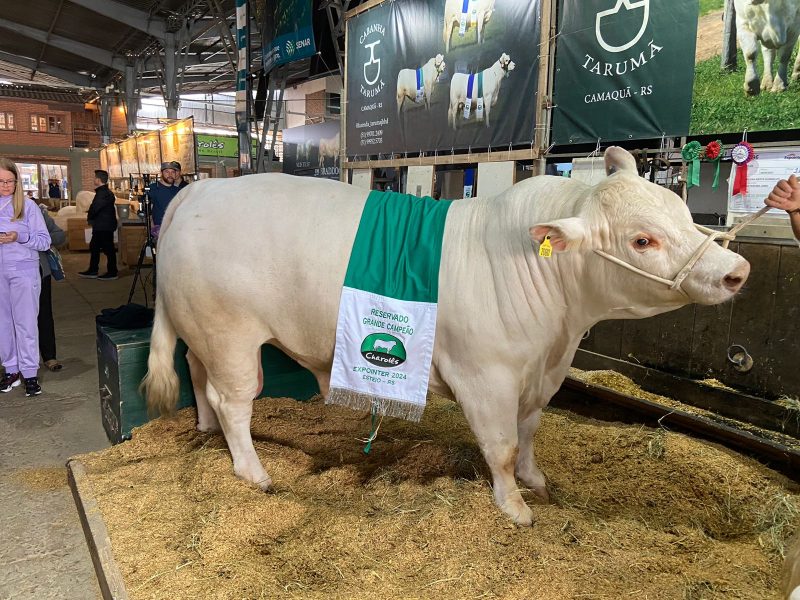 Expointer 2024: fazenda de Camaquã conquista prêmio na categoria Charolês