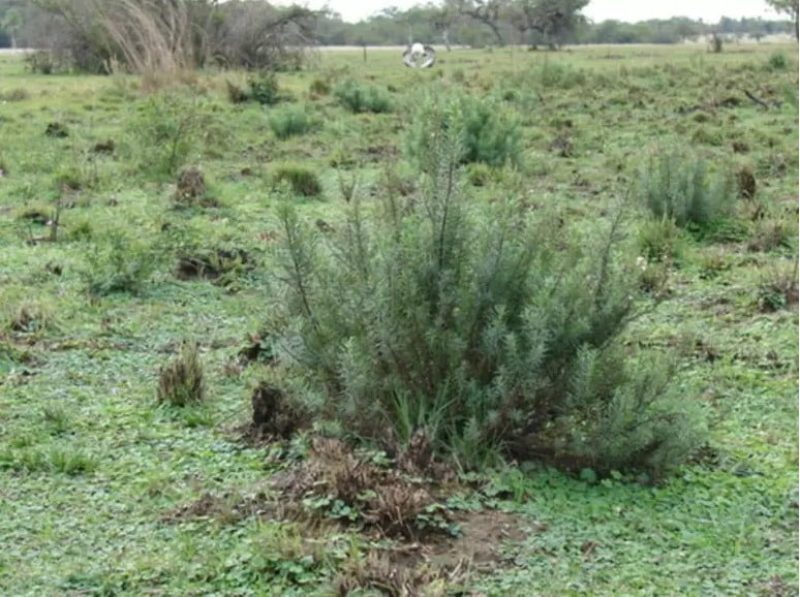 Égua de Camaquã morre após comer erva tóxica durante cavalgada da Chama Crioula