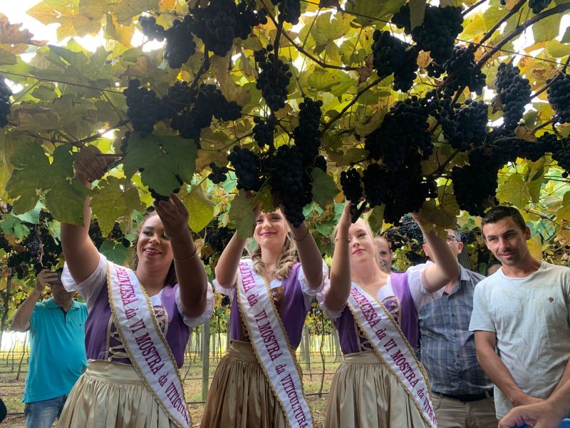 Abertura da colheita da uva em Camaquã ocorre nesta sexta-feira (17)