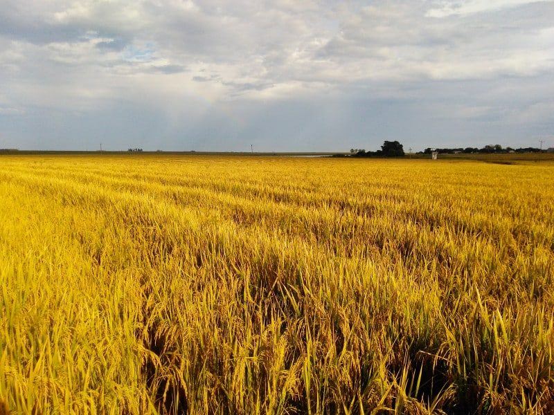 Governo do Brasil confirma desistência da importação de arroz