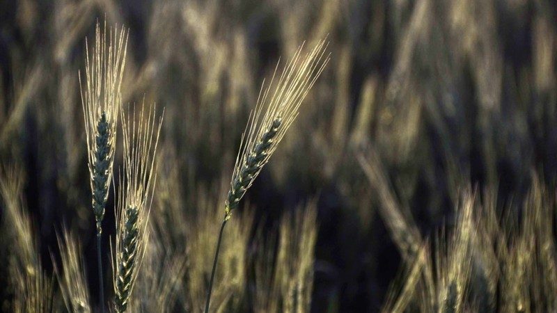 FARSUL acredita que a área plantada com trigo deve chegar a 1.150 mil hectares. Foto: fernando Dias/Divulgação