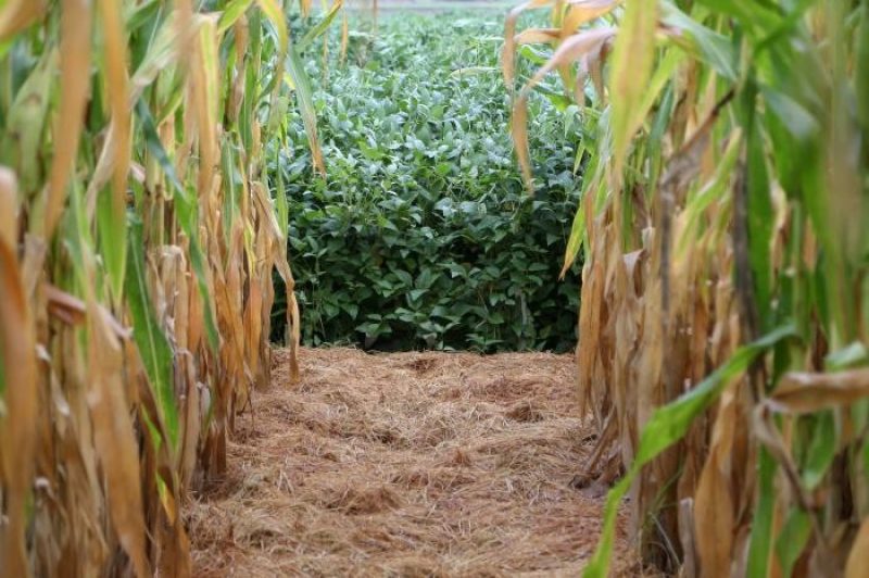 Apesar da inflação dos custos, a relação de troca, neste mês de agosto de 2021, está mais favorável. Foto: Fagner Almeida / FecoAgro/RS