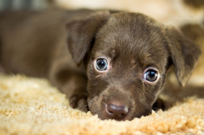 Em Camaquã, vários animais estão disponíveis para adoção.