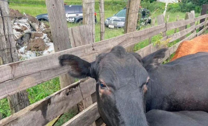 Animais recuperados - Foto: Polícia Civil