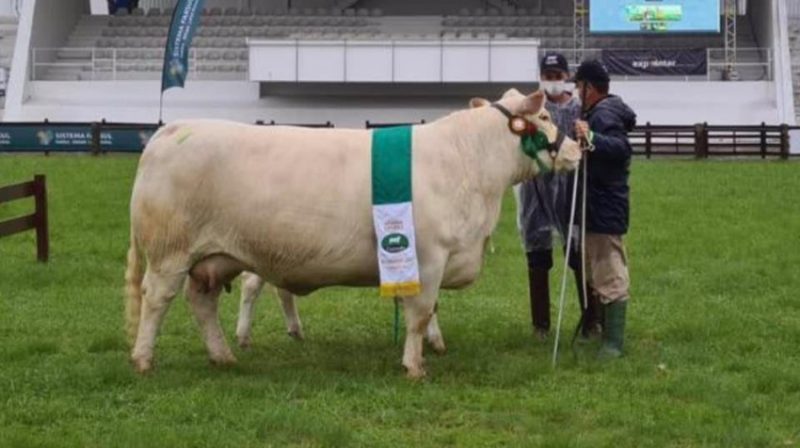 Animal pertence ao Criatório Charolês Figueira. Foto: Divulgação