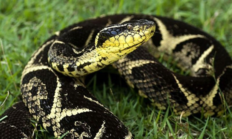 Esta serpente sul-americana está entre as mais peçonhentas do Brasil. Foto: Instituto Vital Brazil