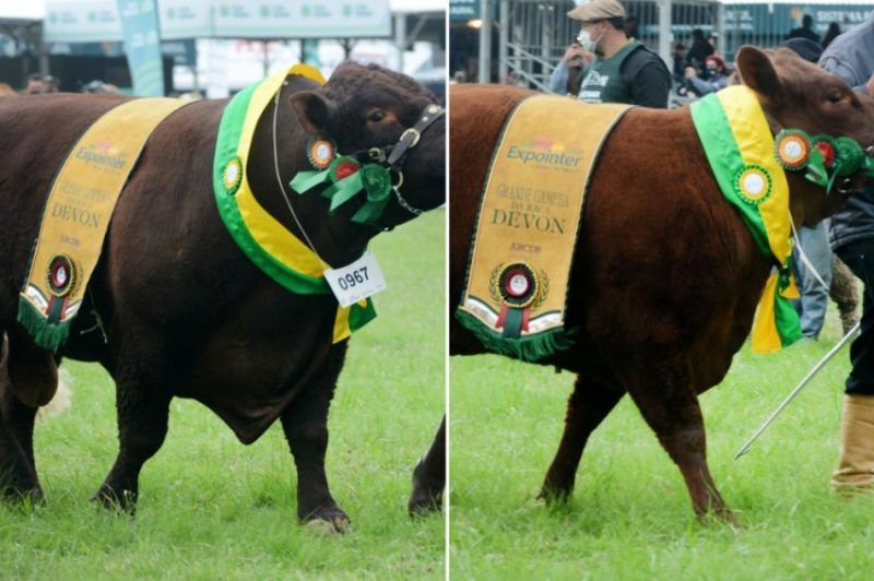 Animais da Raça Devon - Foto: Camila Mattos/Acústica FM