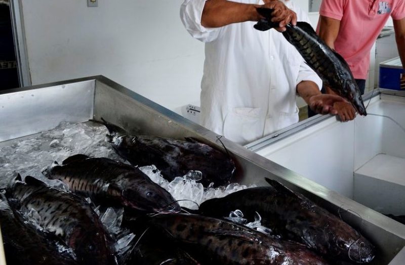 Alguns tipos de peixes são mais propensos para este tipo de doença. Foto: José Cruz/Agência Brasil