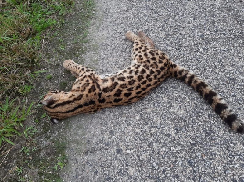 Animal chama atenção por sua pelagem que se assemelha com uma onça. Foto: Selomar Bede/Acústica FM