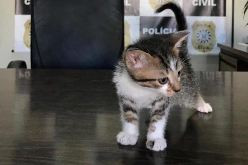 Foto: Divulgação Polícia Civil