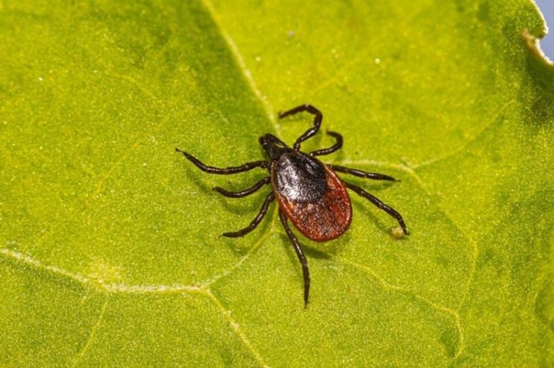 A febre maculosa é causada por uma bactéria transmitida por um carrapato específico. Foto: Pixabay