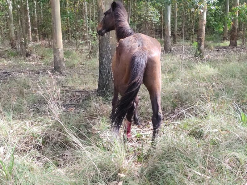 Animal teve a perna quebrada durante o acidente. Imagens: Valério Weege/Acústica FM