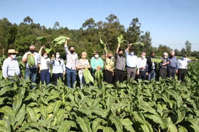 O tabaco destaca-se por estar entre as dez principais atividades da agropecuária do Rio Grande do Sul. Foto: Evandro Oliveira/Divulgação SEAPDR