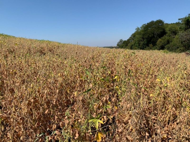 O produtor rural deve ficar atento às questões como o crédito para a implantação das lavouras. Foto: Divulgação