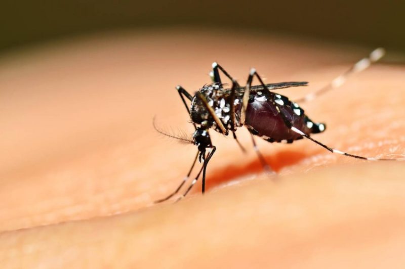 O Ministério da Saúde lançou hoje (30) a campanha nacional de combate ao mosquito Aedes aegypti. Foto: Divulgação