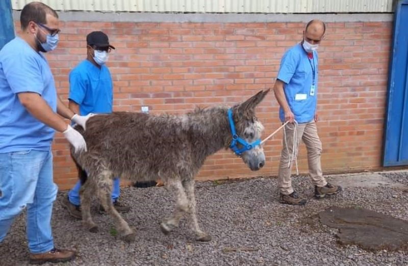 O péssimo estado de saúde dos animais, evidencia o risco aos humanos, que consumiram carne que pode inclusive estar contaminada. Fotos: Divulgação