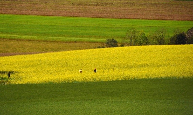 Recuperação da agricultura no RS exigirá tempo e investimentos, avalia Embrapa