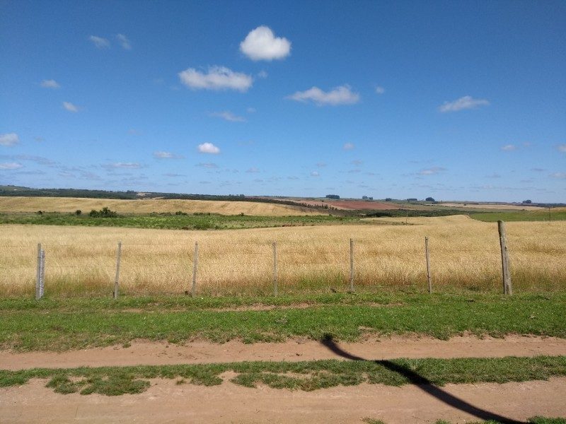 Área de lavoura dessecada com uso de herbicida. Foto: Divulgação