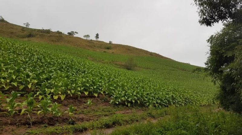 Foto: Divulgação | Afubra