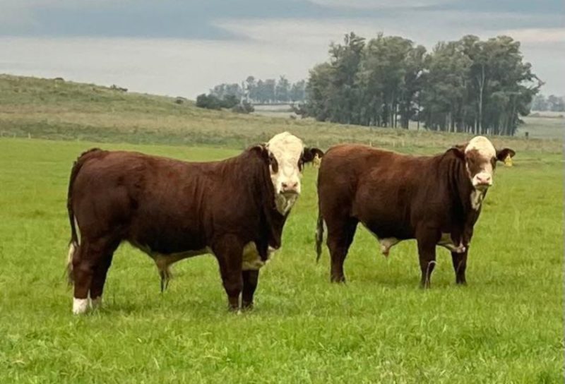 Foto: Divulgação / AgroEffective